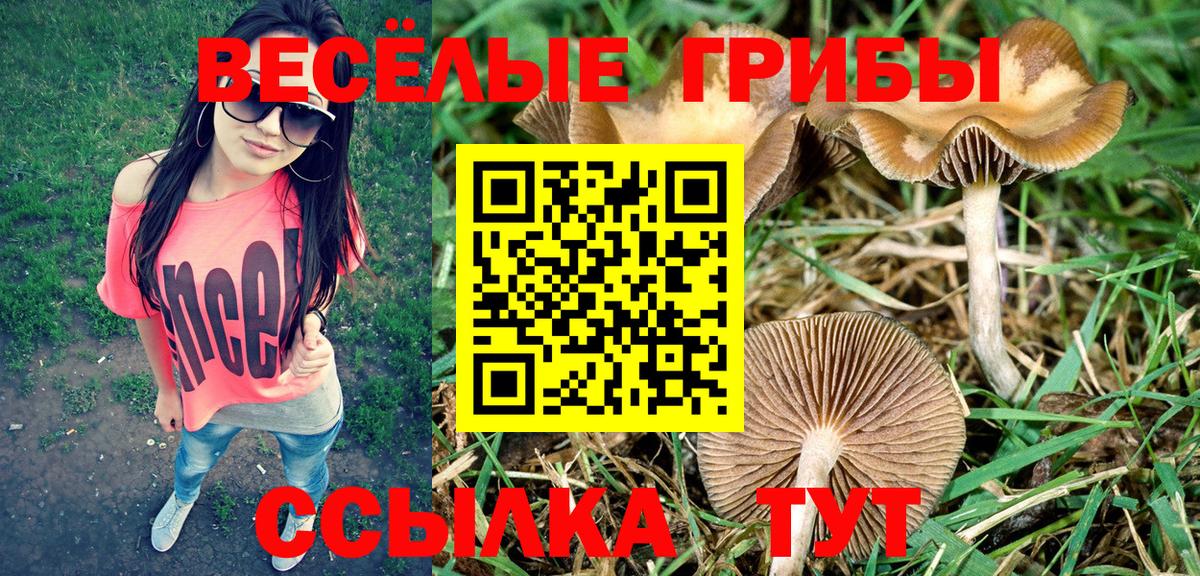 Галлюциногенные грибы Cubensis Ковров
